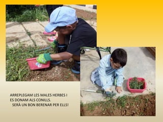 ARREPLEGAM LES MALES HERBES I
ES DONAM ALS CONILLS.
SERÀ UN BON BERENAR PER ELLS!
 