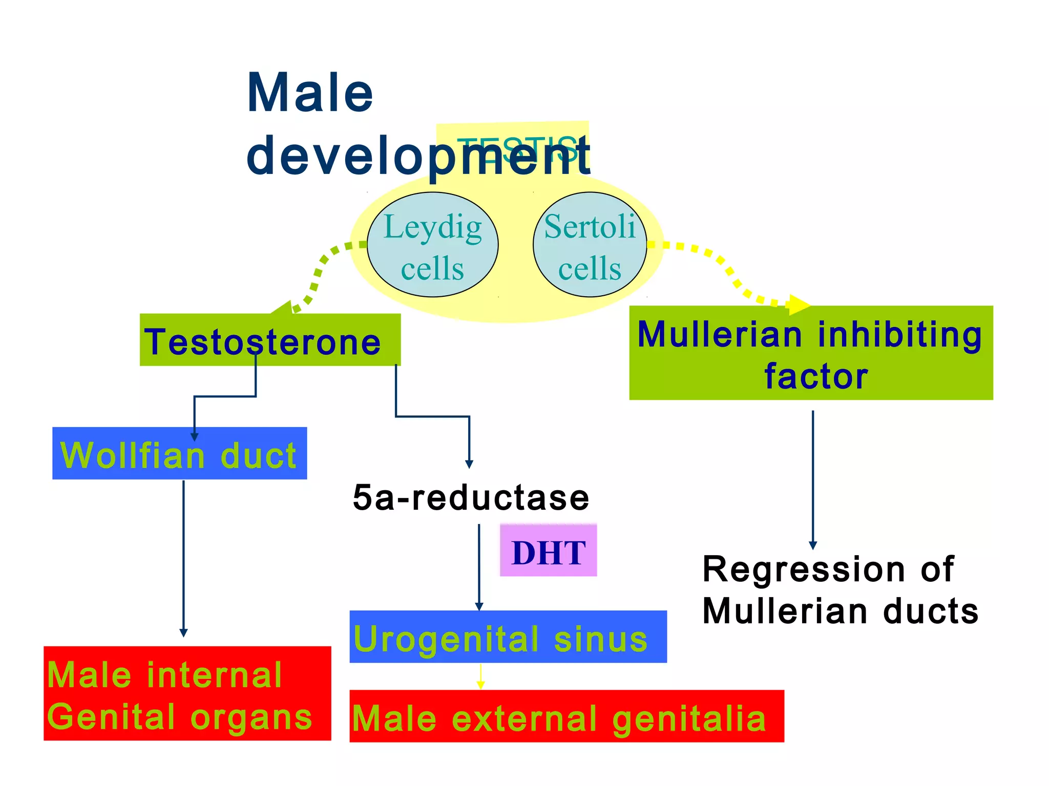Leydig
cells
Sertoli
cells
Testosterone Mullerian inhibiting
factor
Wollfian duct
5a-reductase
Urogenital sinus
Regression of
Mullerian ducts
Male external genitalia
Male internal
Genital organs
DHT
TESTIS
Male
development
 