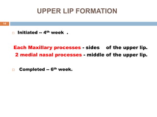 UPPER LIP FORMATION
 Initiated -- 4th week .
Each Maxillary processes - sides of the upper lip.
2 medial nasal processes - middle of the upper lip.
 Completed -- 6th week.
14
 