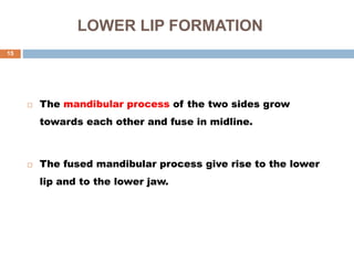 LOWER LIP FORMATION
 The mandibular process of the two sides grow
towards each other and fuse in midline.
 The fused mandibular process give rise to the lower
lip and to the lower jaw.
15
 