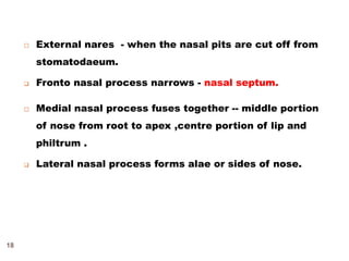 External nares - when the nasal pits are cut off from
stomatodaeum.
 Fronto nasal process narrows - nasal septum.
 Medial nasal process fuses together -- middle portion
of nose from root to apex ,centre portion of lip and
philtrum .
 Lateral nasal process forms alae or sides of nose.
18
 