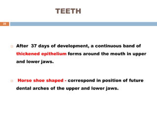 TEETH
 After 37 days of development, a continuous band of
thickened epithelium forms around the mouth in upper
and lower jaws.
 Horse shoe shaped - correspond in position of future
dental arches of the upper and lower jaws.
28
 