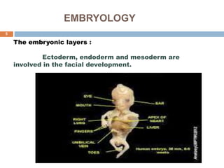 EMBRYOLOGY
The embryonic layers :
Ectoderm, endoderm and mesoderm are
involved in the facial development.
5
 