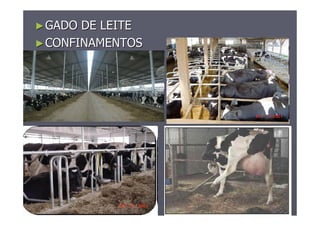 ►►GADO DE LEITEGADO DE LEITE
►►CONFINAMENTOSCONFINAMENTOS
 