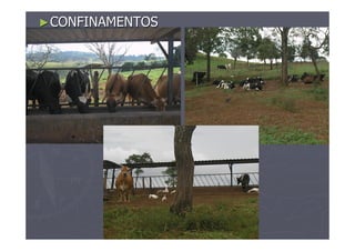 ►►CONFINAMENTOSCONFINAMENTOS
 