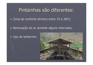 Pintainhas são diferentes:Pintainhas são diferentes:
►► Zona de conforto tZona de conforto téérmico entre 33 e 36rmico entre 33 e 36ººc;c;
►► RenovaRenovaçção do ar durante alguns intervalos;ão do ar durante alguns intervalos;
►► Uso deUso de lanternimlanternim..
 