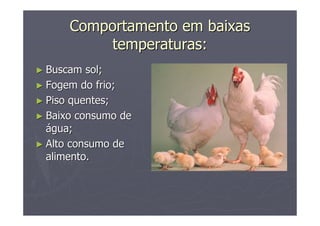 Comportamento em baixasComportamento em baixas
temperaturas:temperaturas:
►► Buscam sol;Buscam sol;
►► Fogem do frio;Fogem do frio;
►► Piso quentes;Piso quentes;
►► Baixo consumo deBaixo consumo de
áágua;gua;
►► Alto consumo deAlto consumo de
alimento.alimento.
 