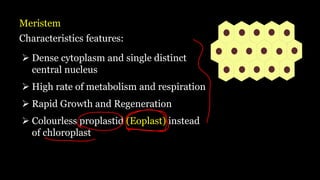 Meristem
Characteristics features:
➢ Dense cytoplasm and single distinct
central nucleus
➢ High rate of metabolism and respiration
➢ Rapid Growth and Regeneration
➢ Colourless proplastid (Eoplast) instead
of chloroplast
 