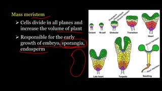 Mass meristem
➢ Cells divide in all planes and
increase the volume of plant
➢ Responsible for the early
growth of embryo, sporangia,
endosperm
 