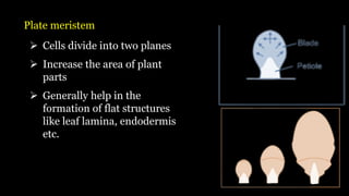 Plate meristem
➢ Cells divide into two planes
➢ Increase the area of plant
parts
➢ Generally help in the
formation of flat structures
like leaf lamina, endodermis
etc.
 