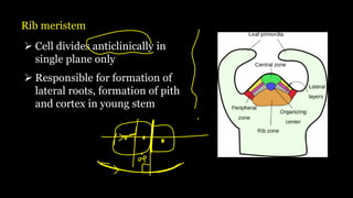 Rib meristem
➢ Cell divides anticlinically in
single plane only
➢ Responsible for formation of
lateral roots, formation of pith
and cortex in young stem
 