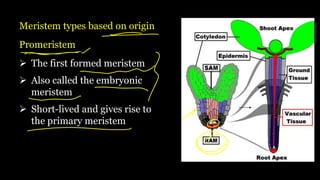 Meristem types based on origin
Promeristem
➢ The first formed meristem
➢ Also called the embryonic
meristem
➢ Short-lived and gives rise to
the primary meristem
 
