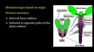 Meristem types based on origin
Primary meristem
➢ Derived from embryo
➢ Initiated at opposite poles of the
plant embryo
 