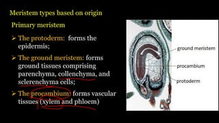 Meristem types based on origin
➢ The protoderm: forms the
epidermis;
➢ The ground meristem: forms
ground tissues comprising
parenchyma, collenchyma, and
sclerenchyma cells;
➢ The procambium: forms vascular
tissues (xylem and phloem)
Primary meristem
 