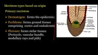 Meristem types based on origin
➢ Dermatogen: forms the epidermis;
➢ Peribleme: forms ground tissues
comprising cortex and endodermis
➢ Plerome: forms stelar tissues
(Pericycle, vascular bundle,
medullary rays and pith)
Primary meristem
 