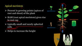 Apical meristem
➢ Present in growing points (apices of
root and shoot) of the plant
➢ RAM (root apical meristem) gives rise
to root cap
➢ typically small and nearly spherical
cells
➢ Helps to increase the height
 