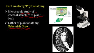 Plant Anatomy/Phytoanatomy
➢ Microscopic study of
internal structure of plant
body
➢ Father of plant anatomy:
Nehemiah Grew
 