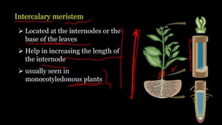 Intercalary meristem
➢ Located at the internodes or the
base of the leaves
➢ Help in increasing the length of
the internode
➢ usually seen in
monocotyledonous plants
 
