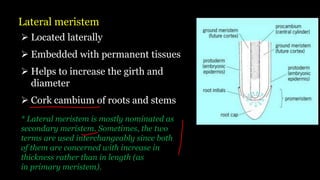 Lateral meristem
➢ Located laterally
➢ Embedded with permanent tissues
➢ Helps to increase the girth and
diameter
➢ Cork cambium of roots and stems
* Lateral meristem is mostly nominated as
secondary meristem. Sometimes, the two
terms are used interchangeably since both
of them are concerned with increase in
thickness rather than in length (as
in primary meristem).
 