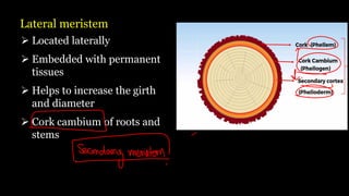 Lateral meristem
➢ Located laterally
➢ Embedded with permanent
tissues
➢ Helps to increase the girth
and diameter
➢ Cork cambium of roots and
stems
 