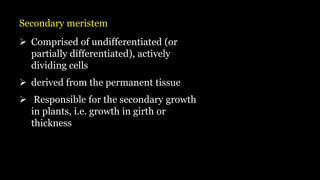 Secondary meristem
➢ Comprised of undifferentiated (or
partially differentiated), actively
dividing cells
➢ derived from the permanent tissue
➢ Responsible for the secondary growth
in plants, i.e. growth in girth or
thickness
 