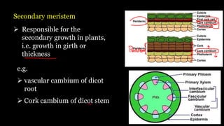 Secondary meristem
➢ Responsible for the
secondary growth in plants,
i.e. growth in girth or
thickness
e.g.
➢ vascular cambium of dicot
root
➢ Cork cambium of dicot stem
 
