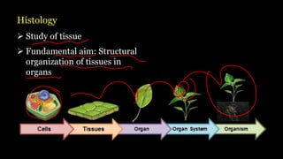 Histology
➢ Study of tissue
➢ Fundamental aim: Structural
organization of tissues in
organs
 