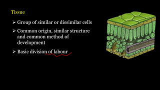 Tissue
➢ Group of similar or dissimilar cells
➢ Common origin, similar structure
and common method of
development
➢ Basic division of labour
 