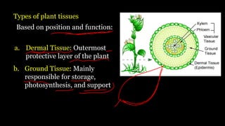 Types of plant tissues
a. Dermal Tissue: Outermost
protective layer of the plant
Based on position and function:
b. Ground Tissue: Mainly
responsible for storage,
photosynthesis, and support
 