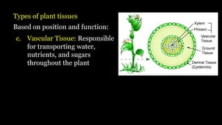Types of plant tissues
Based on position and function:
c. Vascular Tissue: Responsible
for transporting water,
nutrients, and sugars
throughout the plant
 
