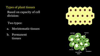 Types of plant tissues
a. Meristematic tissues
Based on capacity of cell
division:
Two types:
b. Permanent
tissues
 