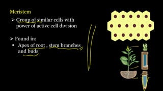 Meristem
➢ Group of similar cells with
power of active cell division
➢ Found in:
▪ Apex of root , stem branches
and buds
 