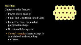 Meristem
Characteristics features:
➢ Power of cell division
➢ Small and Undifferentiated Cells
➢ Isometric, oval, rounded or
polygonal in shape
➢ No intercellular spaces
➢ Central vacuole: absent except in
cambial cell and secondary
meristem
 
