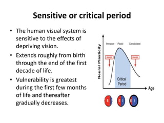 Sensitive or critical period
• The human visual system is
sensitive to the effects of
depriving vision.
• Extends roughly from birth
through the end of the first
decade of life.
• Vulnerability is greatest
during the first few months
of life and thereafter
gradually decreases.
 