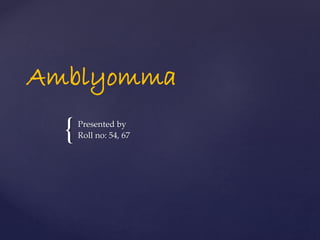 {
Amblyomma
Presented by
Roll no: 54, 67
 
