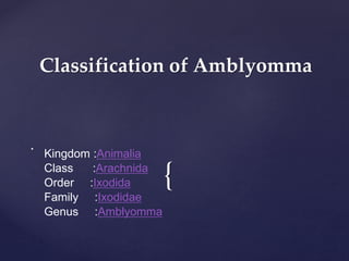 {
Classification of Amblyomma

Kingdom :Animalia
Class :Arachnida
Order :Ixodida
Family :Ixodidae
Genus :Amblyomma
 