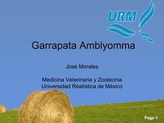 Page 1 
Garrapata Amblyomma José Morales Medicina Veterinaria y Zootecnia Universidad Realística de México  