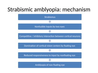 Strabismus
Nonfusible inputs by two eyes
Competitive / inhibitory interaction between cortical neurons
Domination of cortical vision centers by fixating eye
Reduced responsiveness to input by nonfixating eye
Amblyopia of non fixating eye
Strabismic amblyopia: mechanism
 