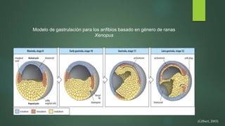 Modelo de gastrulación para los anfibios basado en género de ranas
Xenopus
(Gilbert, 2003)
 