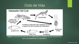 Ciclo de Vida
Figura 4. Ciclo de vida típico de una salamandra; la neotenia es una característica
que no se presenta en A. maculatum.
(Cooperman, 2003)
 