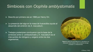 Simbiosis con Oophila amblystomatis
 Descrito por primera ves en 1888 por Henry Orr.
 La presencia del alga en la masa de huevecillos ayuda al
desarrollo del embrión de A. maculatum.
 Trabajos posteriores concluyeron que la base de la
simbiosis entre O. amblystomatis y A. maculatum es el
intercambio de nitrógeno y oxigeno entre los dos
organismos.
Figura 5. Masa de huevecillos de A. maculatum con
coloración verde debido al alto contenido del alga
unicelular O. amblystomatis.
(Gilbert, 1942)
 