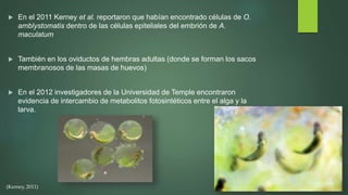  En el 2011 Kerney et al. reportaron que habían encontrado células de O.
amblystomatis dentro de las células epiteliales del embrión de A.
maculatum
 También en los oviductos de hembras adultas (donde se forman los sacos
membranosos de las masas de huevos)
 En el 2012 investigadores de la Universidad de Temple encontraron
evidencia de intercambio de metabolitos fotosintéticos entre el alga y la
larva.
(Kerney, 2011)
 
