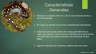 Características
Generales
 Alcanzan un tamaño entre 15 y 25 cm (las hembras tienden a
ser más grandes)
 El cuerpo es robusto con el hocico ampliamente redondeado
 Coloración de la parte ventral del cuerpo generalmente es
negra, gris oscuro o marrón oscuro mientras que la parte dorsal
y la parte baja del cuerpo presentan una coloración de gris
pálido
 Algunos individuos sin manchas o albinos pero son raros
(Pajerski et al., 2007)
 