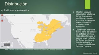 Distribución
 Endémicas a Norteamérica
Figura 2. Mapa de Estados Unidos y Canadá mostrando la distribución geográfica de A. maculatum (Hammerson, 2004).
 Habitan bosques
caducifolios a lo largo
de los ríos aunque
también se pueden
encontrar en bosques
mixtos cuando la
humedad es la
apropiada
 Distribución abarca la
mayor parte del este de
los Estados Unidos y
hacia el oeste hasta el
este de Iowa y el este
de Texas; también se
desplazan hacia el
nordeste hacia Nueva
Escocia, Canadá
(Hammerson, 2004)
 