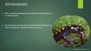 Alimentación
 Son cazadores agresivos aún cuando se encuentran en
su fase larvaria
 Se alimentan de pequeños invertebrados (lombrices de
tierra, artrópodos, pequeños moluscos, etc.)
(Whitford y Vinegar, 1966)
 