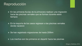 Reproducción
 En las primeras lluvias de la primavera realizan una migración
hacia las piscinas vernales que se forman durante estos
tiempos
 En la mayoría de los casos regresan a las piscinas vernales
donde nacieron
 Se han registrado migraciones de hasta 200km
 Los machos son los primeros en departir hacia las piscinas
(Hogan y Markham, 2015)
 