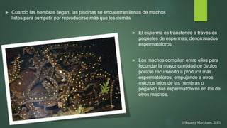  Cuando las hembras llegan, las piscinas se encuentran llenas de machos
listos para competir por reproducirse más que los demás
 El esperma es transferido a través de
paquetes de espermas, denominados
espermatóforos
 Los machos compiten entre ellos para
fecundar la mayor cantidad de óvulos
posible recurriendo a producir más
espermatóforos, empujando a otros
machos lejos de las hembras o
pegando sus espermatóforos en los de
otros machos.
(Hogan y Markham, 2015)
 