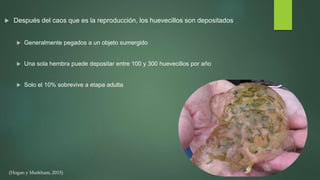  Después del caos que es la reproducción, los huevecillos son depositados
 Generalmente pegados a un objeto sumergido
 Una sola hembra puede depositar entre 100 y 300 huevecillos por año
 Solo el 10% sobrevive a etapa adulta
(Hogan y Markham, 2015)
 