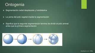 Ontogenia
 Segmentación radial desplazada y holoblástica
 La yema del polo vegetal impide la segmentación
 Significa que la segunda segmentación termina de dividir al polo animal
antes que la primera segmentación
(Gerhart et al., 1986)
 