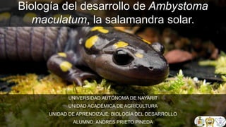 Biología del desarrollo de Ambystoma
maculatum, la salamandra solar.
UNIVERSIDAD AUTÓNOMA DE NAYARIT
UNIDAD ACADÉMICA DE AGRICULTURA
UNIDAD DE APRENDIZAJE: BIOLOGÍA DEL DESARROLLO
ALUMNO: ANDRES PRIETO PINEDA
 